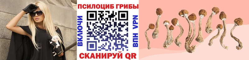 Псилоцибиновые грибы Cubensis купить цена Урюпинск